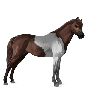 poni quarter poni bayo