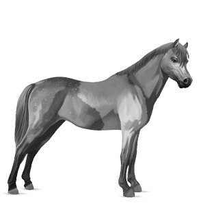 poni welsh bayo tostado