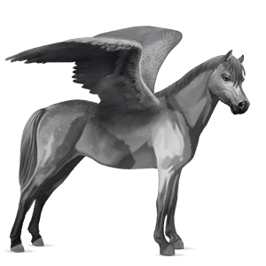 poni pegaso new forest bayo