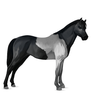 poni pío overo negro