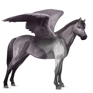 poni pegaso kerry bog pío tobiano gris ratón