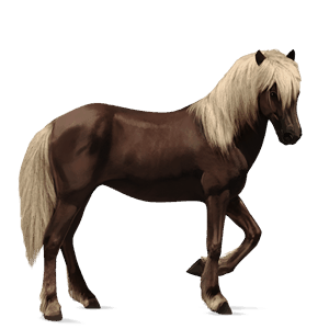 caballo de montar criollo argentino roano
