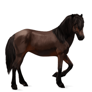 caballo de montar negro