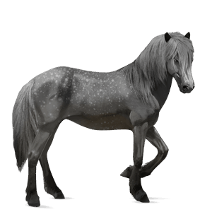 caballo de montar pura raza española gris tordo