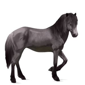 caballo de montar gypsy vanner pío tobiano gris tordo
