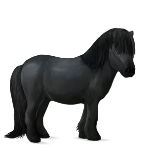 poni poni highland negro