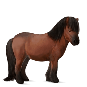 poni shetland alazán