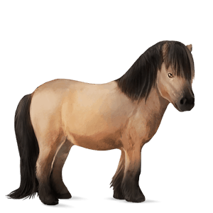 poni shetland bayo cereza