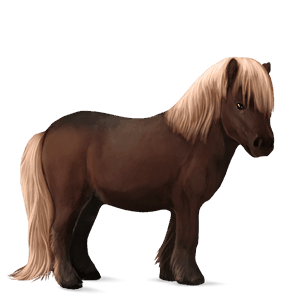 poni shetland alazán crines lava