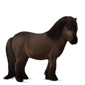poni fjord brunblakk