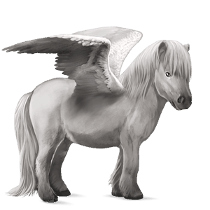 poni pegaso shetland gris tordo