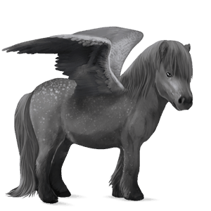 poni pegaso shetland gris tordo