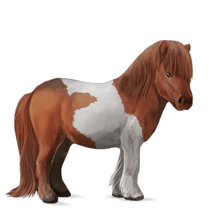 poni shetland pío tobiano alazán