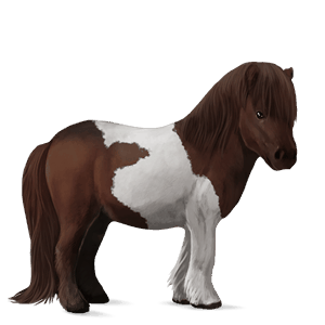 poni welsh gris claro