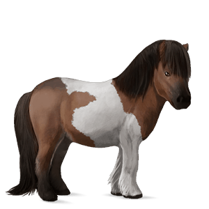 poni shetland pío tobiano bayo