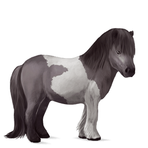 poni shetland gris tordo