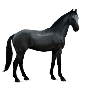 caballo de montar negro