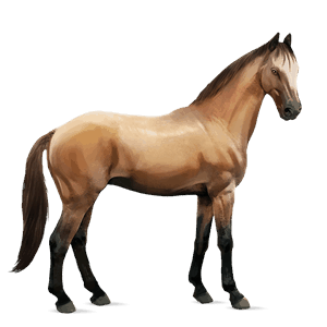 caballo de montar mustang bayo
