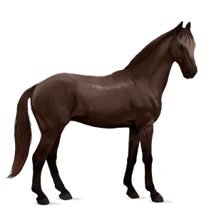 caballo de montar azteca negro