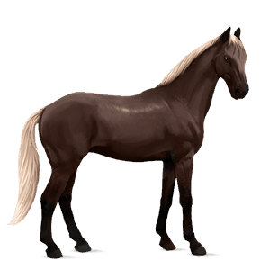 caballo de montar gypsy vanner pío tobiano palomino