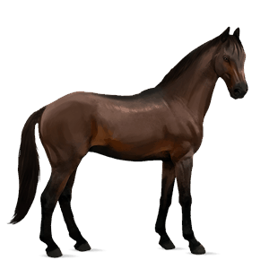 caballo de montar kwpn bayo tostado