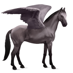 pegaso de montar kwpn gris tordo