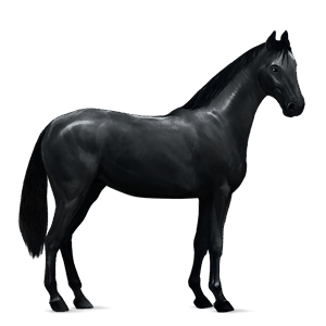 caballo de montar hanoveriano negro