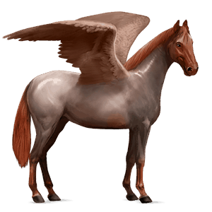 pegaso de montar kwpn gris tordo