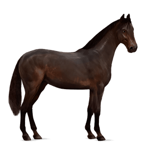 caballo de montar hunter irlandés bayo tostado