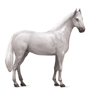 caballo de montar lipizzan gris claro