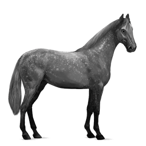 caballo de montar pura raza española gris tordo