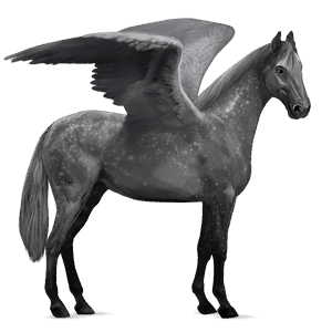 pegaso de montar pura raza española gris tordo