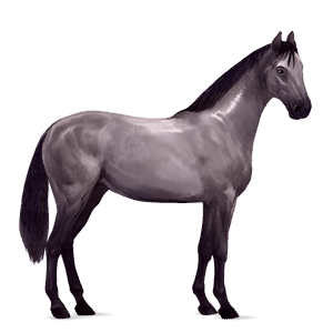 caballo de montar pura raza española gris claro