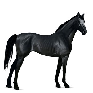 caballo de montar donskaya negro