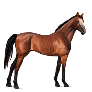 caballo de montar lipizzan bayo