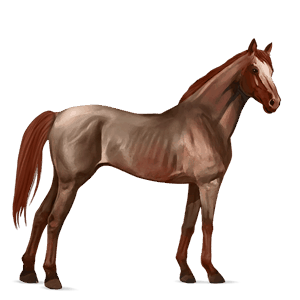 caballo de montar cuarto de milla bayo