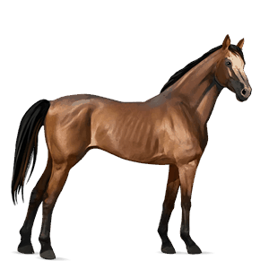 caballo de montar donskaya bayo
