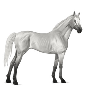 caballo de montar cuarto de milla gris claro