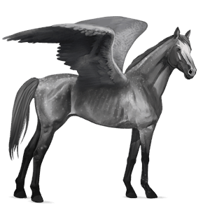 pegaso de montar kwpn gris tordo