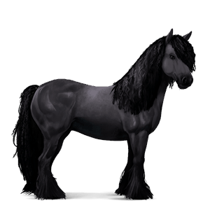 caballo de montar gypsy vanner negro
