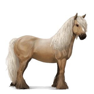 caballo de montar gypsy vanner pío tobiano bayo tostado