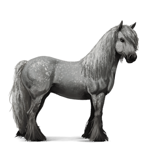 caballo de montar gypsy vanner negro