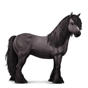 caballo de montar gypsy vanner isabelo
