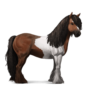 caballo de montar gypsy vanner pío tobiano bayo