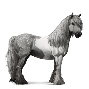 caballo de montar gypsy vanner pío tobiano gris tordo