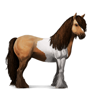 caballo de montar gypsy vanner pío tobiano bayo tostado