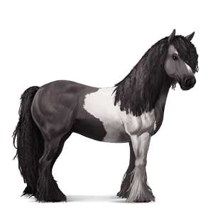 caballo de montar gypsy vanner bayo