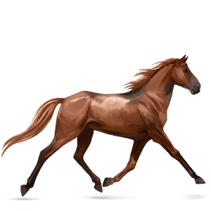 caballo de montar pura raza española negro