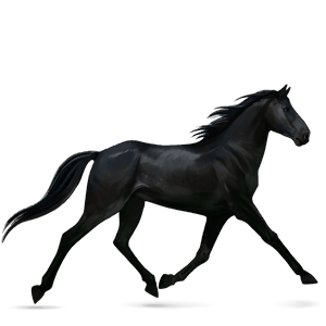 caballo de montar negro