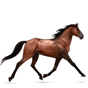 caballo de montar trotón francés bayo cereza